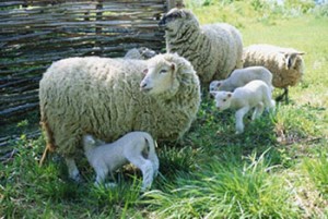Sheep Pregnancy Calculator