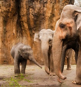 asian elephant gestation